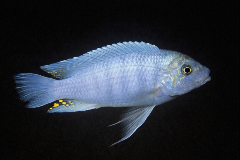 Maylandia zebra 'Jalo Reef'